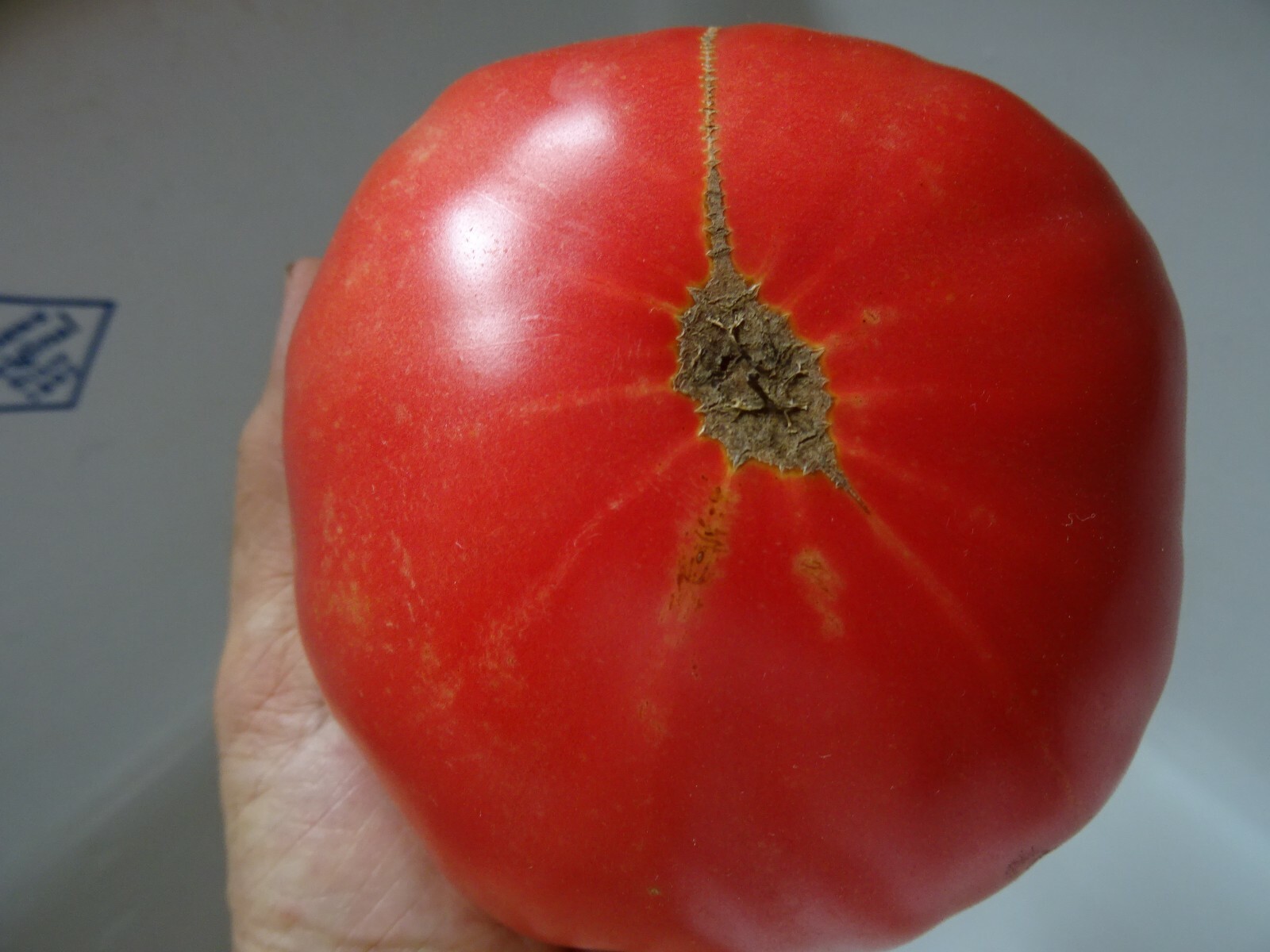 Soldacki Pink Tasty Tomato Heirloom 20 seeds Beefsteak Non-GMO Organic from 2024