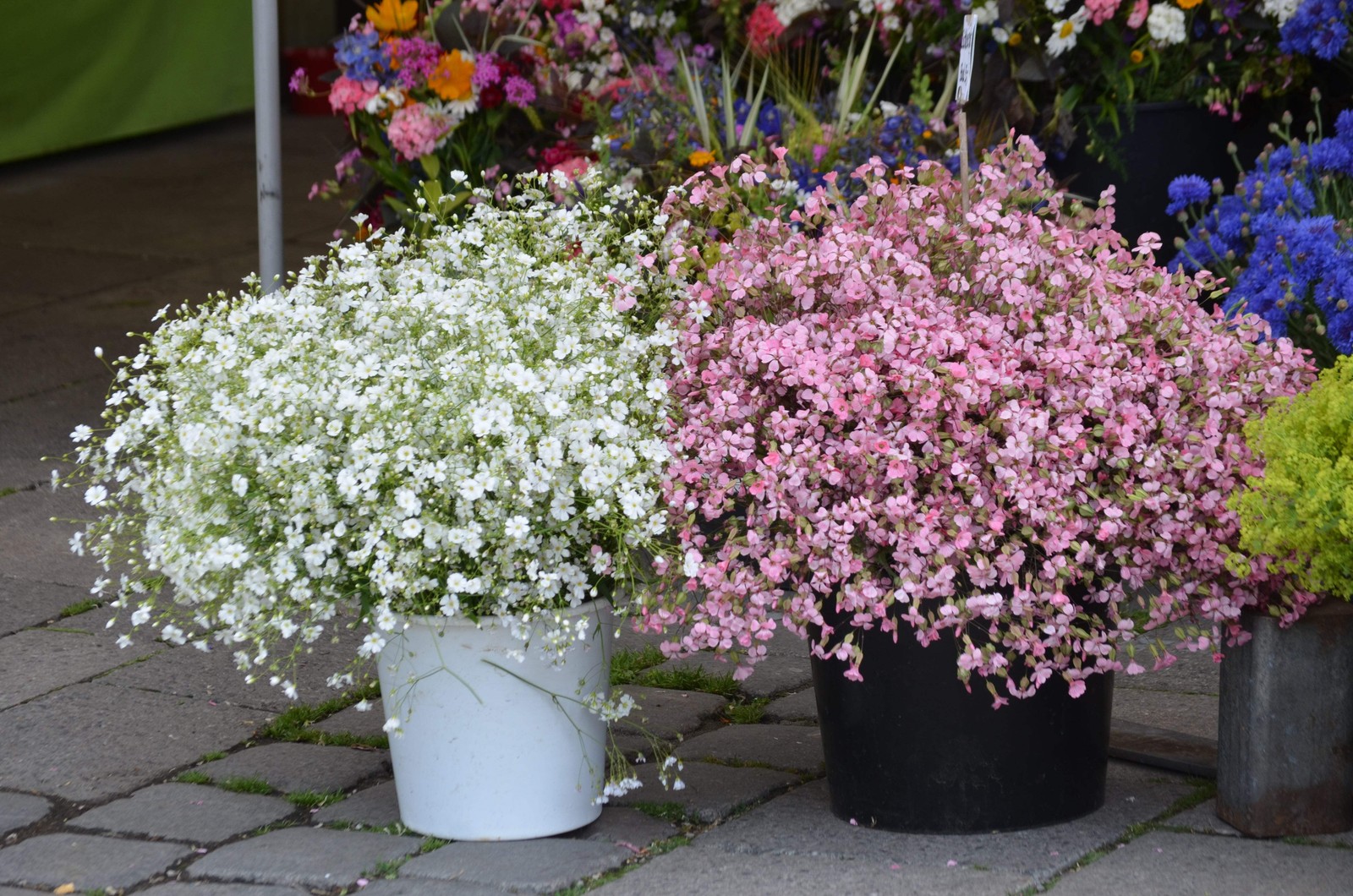 350 RED BABYS BREATH Gypsophila Elegans Baby’s Breath Flower Seeds