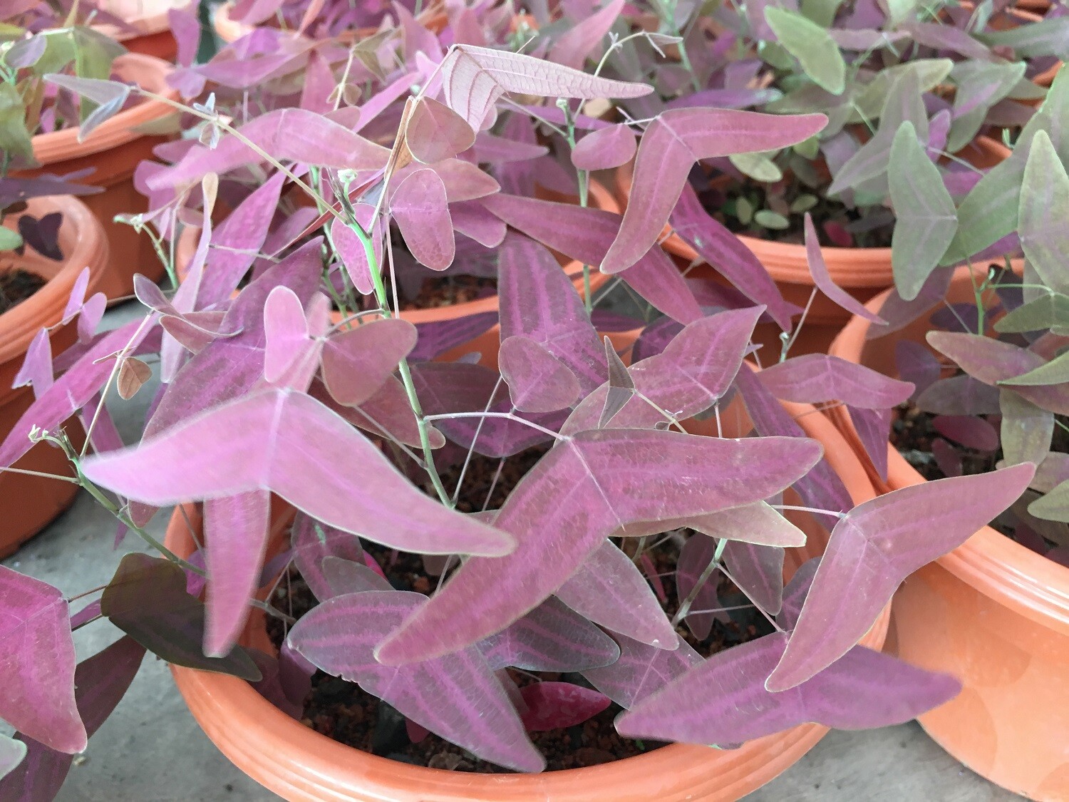 Red Wing Butterfly Plant Christia Vespertilionis FRESH USA organic seeds