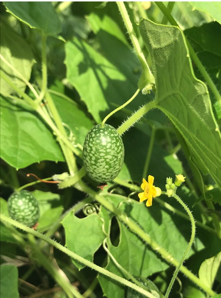 Cucamelon seed (Melothria scabra) Mouse Melon, Mexican Sour Gherkin ~ 25 to 1000