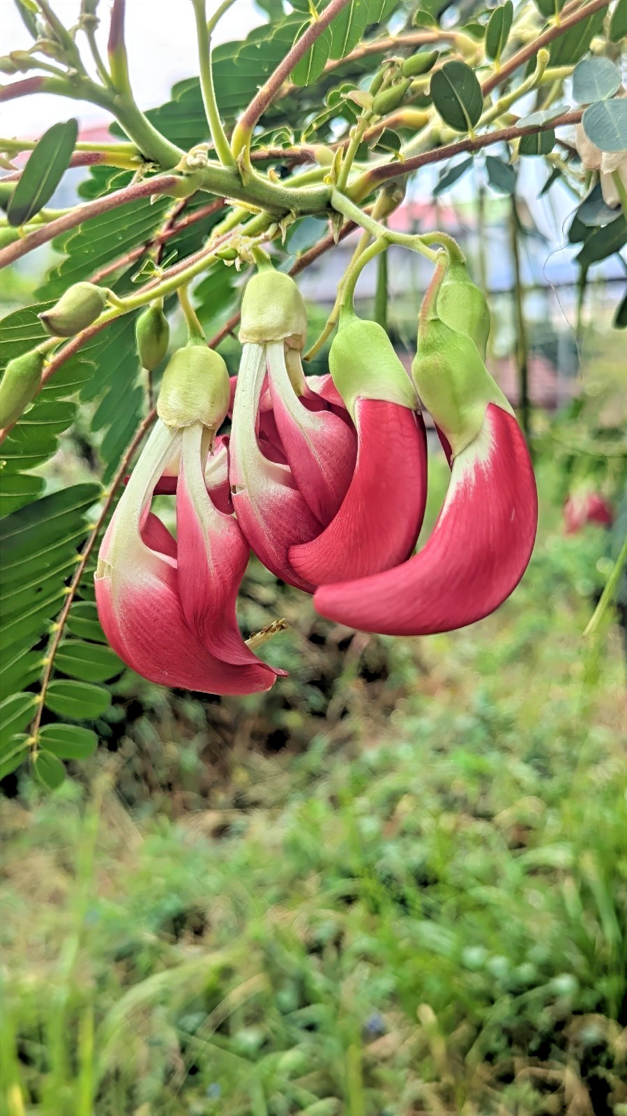 20 Hummingbird Tree Seeds (Sesbania grandiflora) “Agati” Flower Plant Fast RARE
