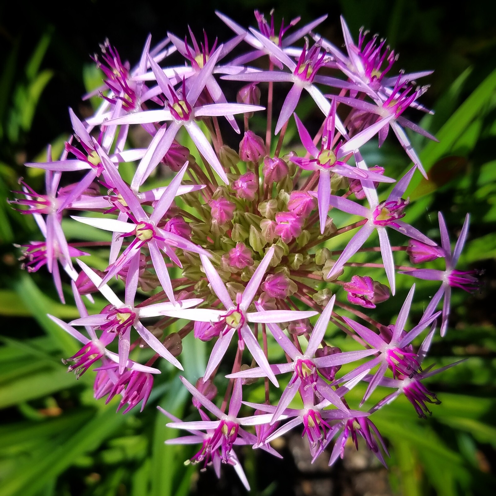 STAR OF PERSIA Seeds *FREE Shipping!* Allium cristophii Persian Onion Seeds
