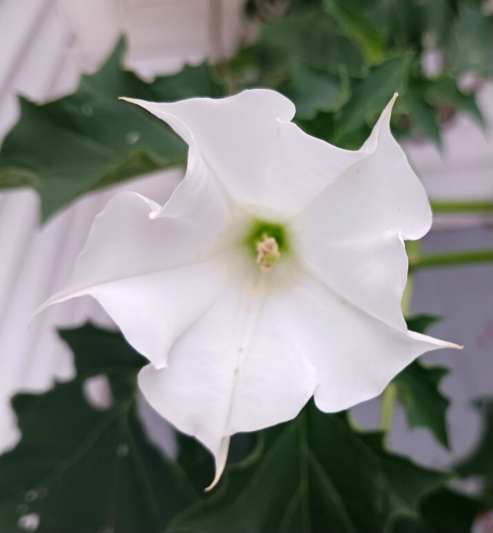 100+Seeds. Datura Stramonium, Jimson Weed, Thorn Apple, Devil’s Trumpet