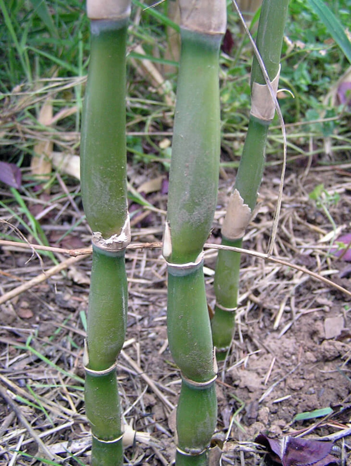 100 Green Onion Bamboo Seeds Perennial Seed Ornamental Privacy Shoots US SELLER