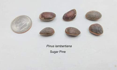 10 Giant Sugar Pine Tree Seeds for Planting Produces Largest Pine Cones on Earth
