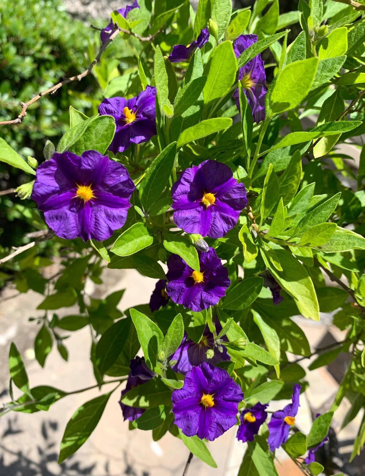 Lycianthes rantonnetii, Potato Bush – 10 stems 4-6 inches – USA seller