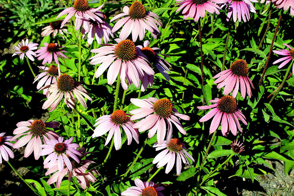 purple Echinacea 100 seeds, coneflower, large daisy-like flowers, herb.