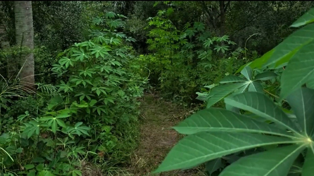 2 x Togo Sweet Cassava Plants / Beyond Organic Yuca