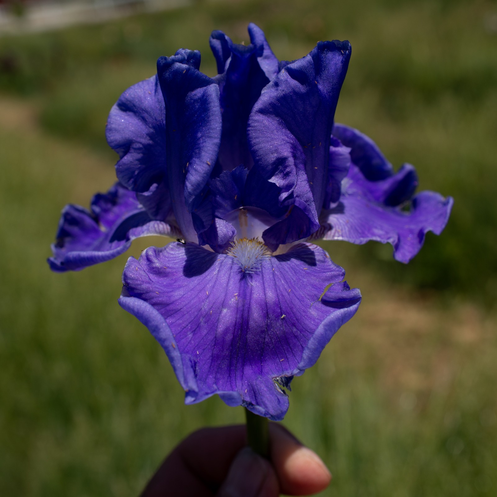 **SEA POWER* Tall Bearded Iris. Pre-Order, Fresh Dig, Combined Ship: Jul – Sep
