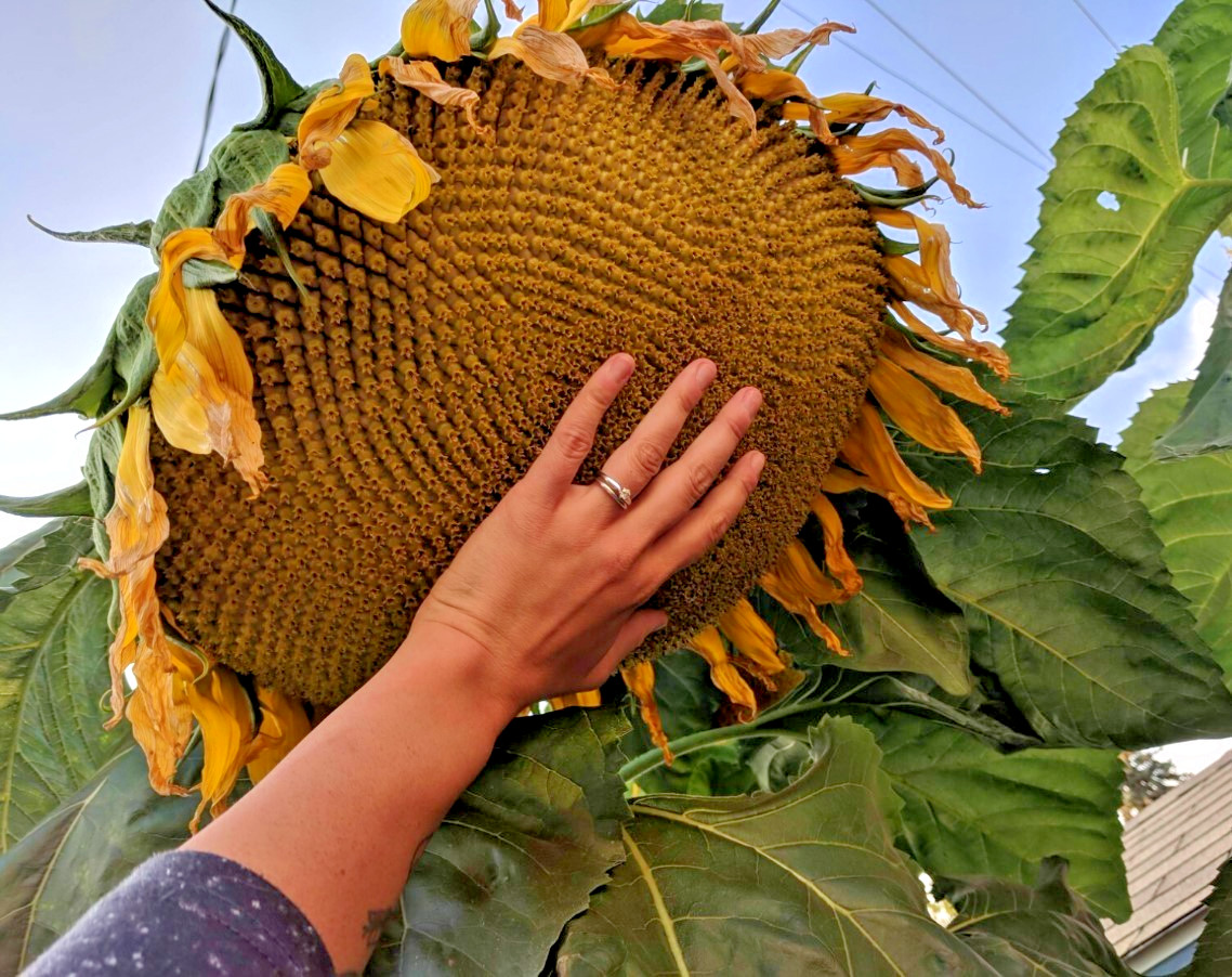 Mammoth Grey-Stripe Sunflower – Pack 25 Seeds – Annual Vibrant Blooms Flower