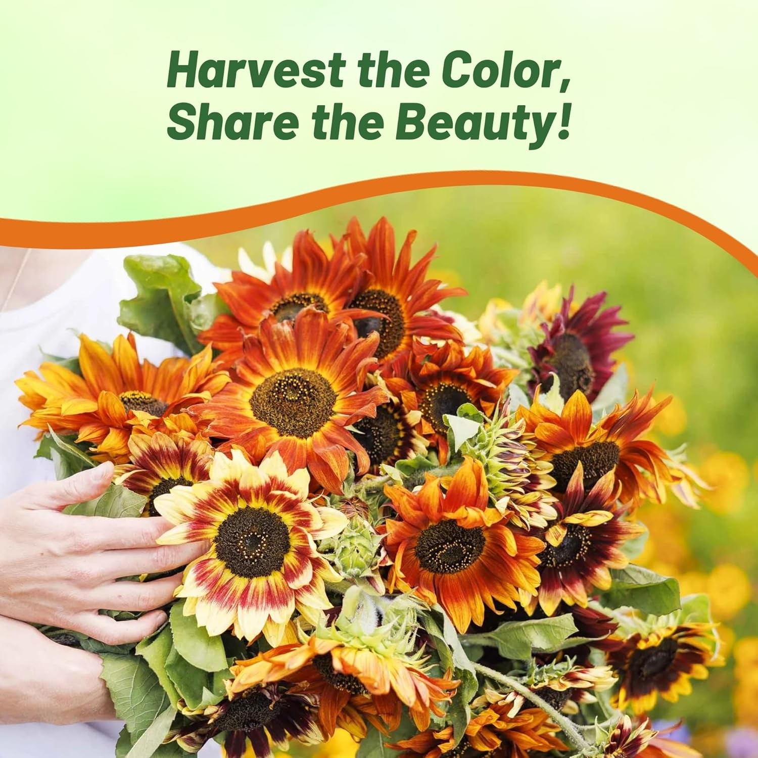 1 LB Sunflower Seeds – Sunflower Autumn Beauty Flower Seed