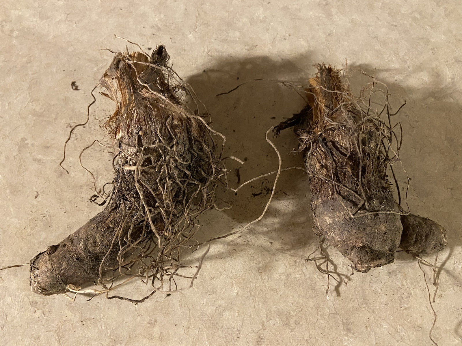 2 LARGE size Elephant Ear Bulbs….SPRING SALE!