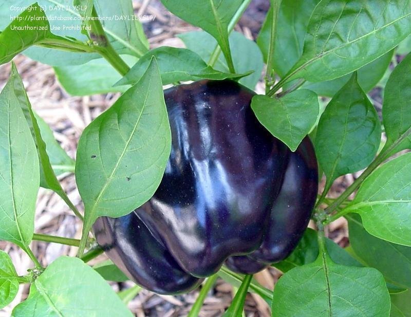 Purple Beauty Bell Pepper Seeds, Sweet, NON-GMO, Heirloom, Variety Sizes