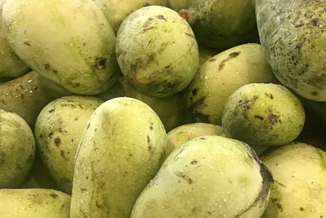 Premium Stratified Pawpaw 25 Seeds. Best Genetics. Asimina triloba. Fresh.
