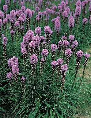Liatris spicata Floristan Violet 1,000 seeds