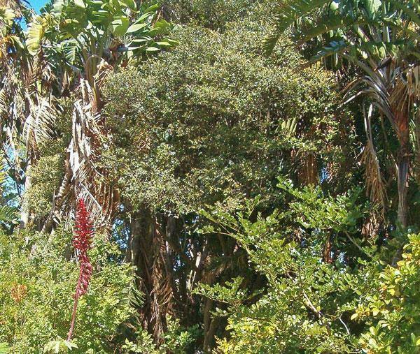 Strelitzia nicolai | Giant Bird of Paradise | 20 Seeds