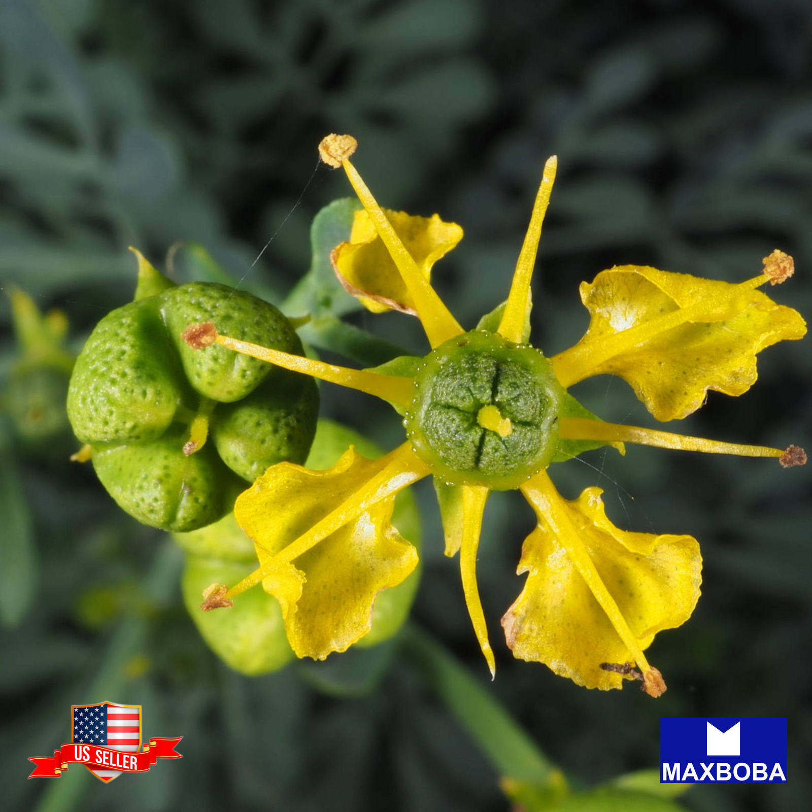 Rutaceae Rue Seeds Non-GMO Heirloom