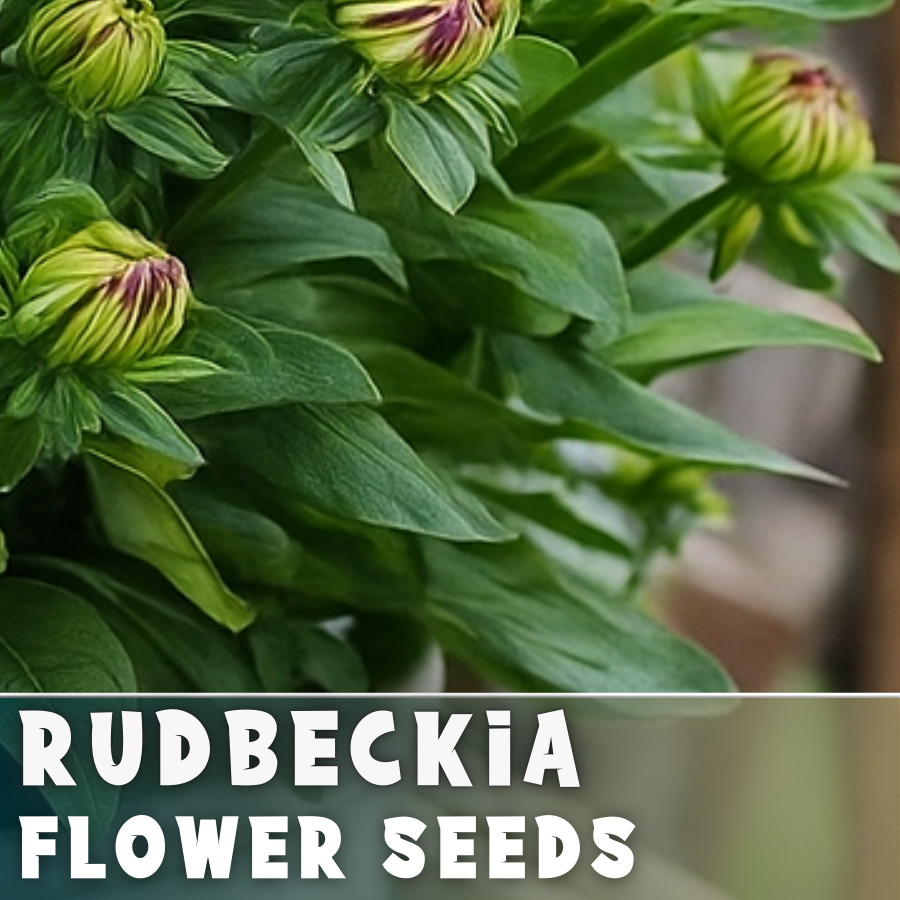 Pink Champagne Rudbeckia Seeds 125+ Seeds Annual Flower Seeds Garden