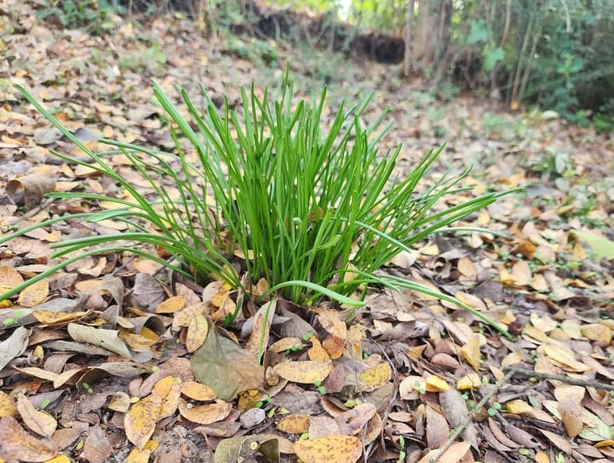 Grape Hyacinth (Muscari) Bulbs (Sprouting Clump)