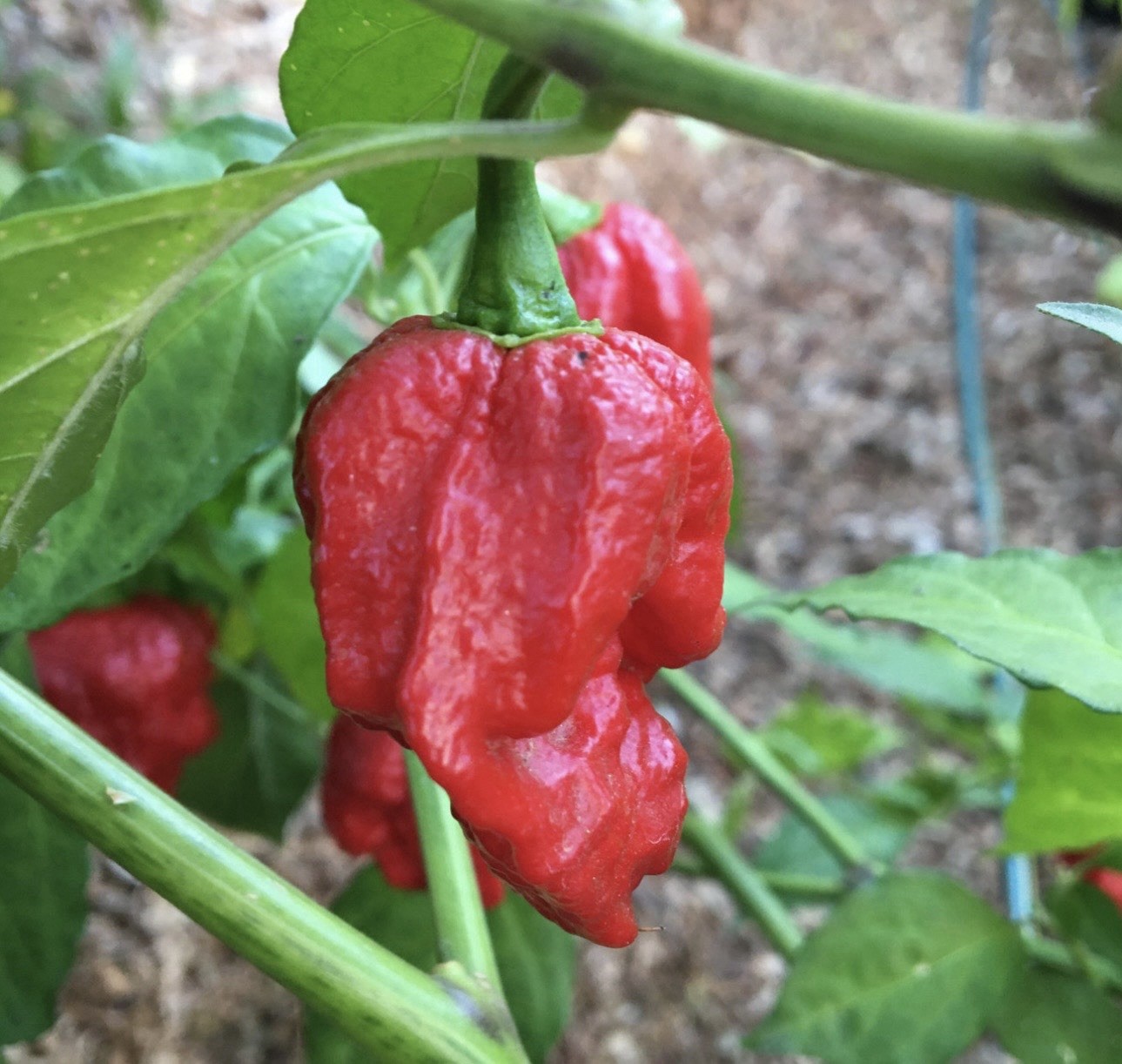 5 Pepper Plants Per Container!! Ready To Ship. All Types!! Epic, Popular, Rare!