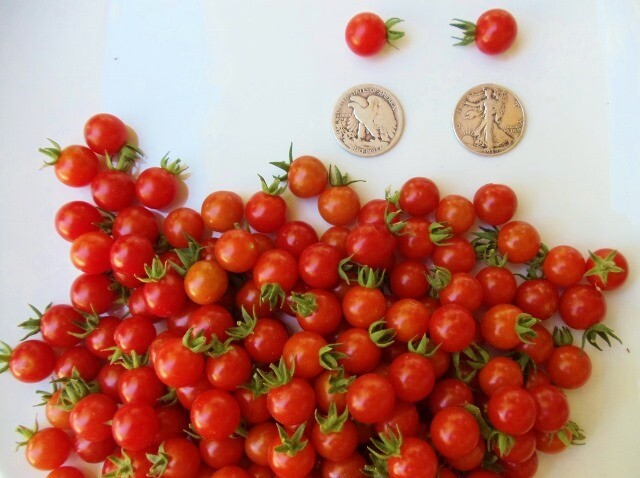 Matt’s Wild Cherry – Super Sweet! – +30 Fresh Tomato Seeds – Buy any 3, 10% off!