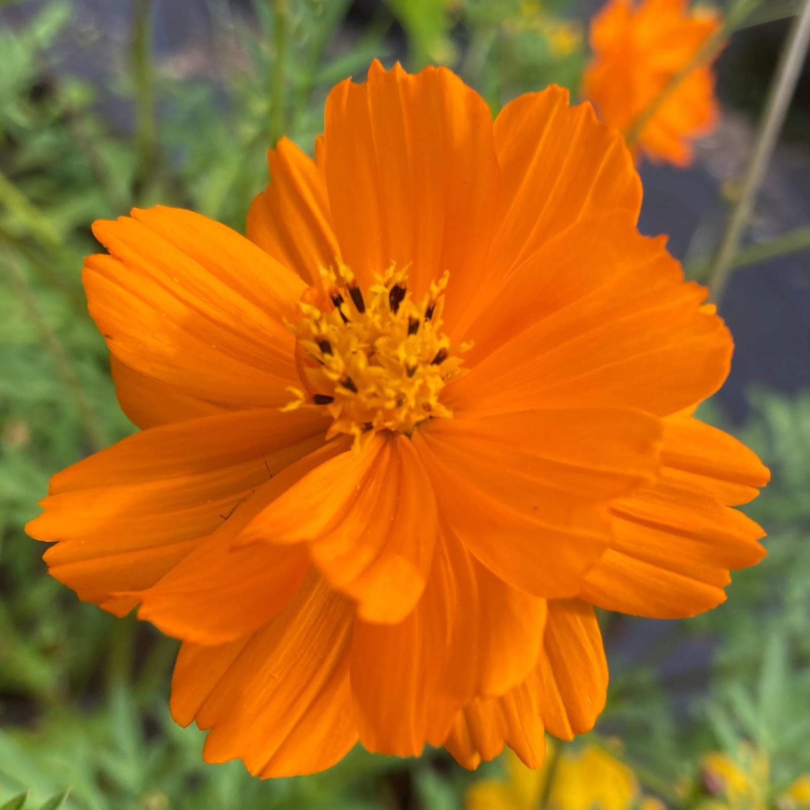 Orange Cosmos Seeds (Cosmos sulphureus) ~Dye Plant Wildflower Pollinator Garden
