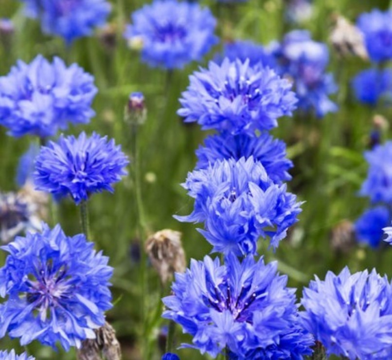 500+ Blue Cornflower Seeds **Fresh Seeds** ~~Free Shipping~~
