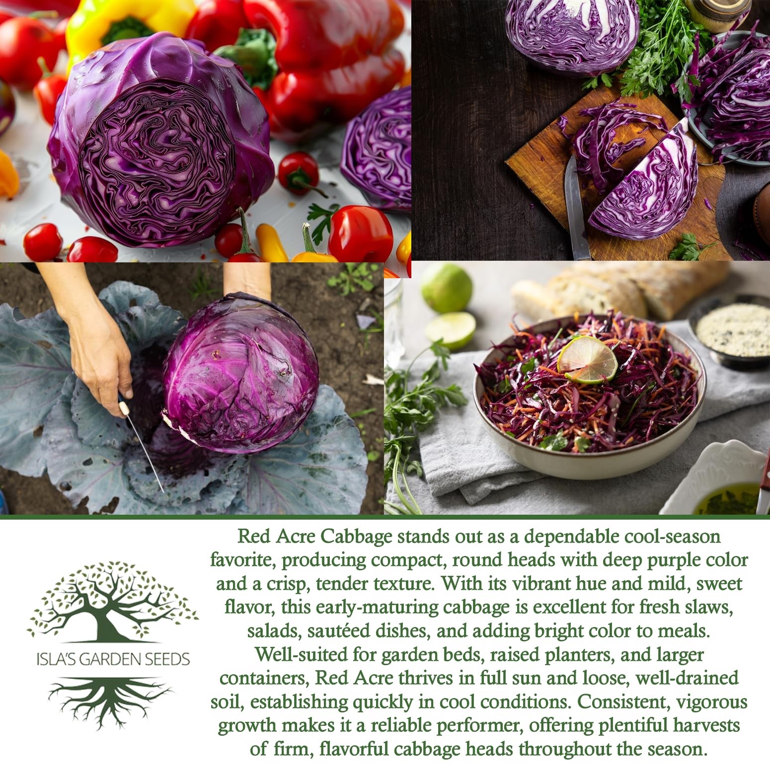 Red Acre Cabbage Seeds (Brassica oleracea var. capitata f. rubra) – 250+ Non-…