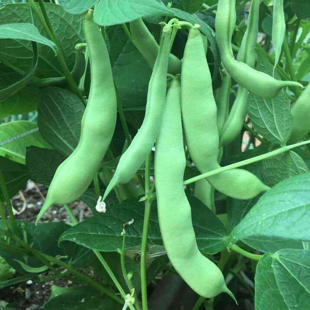 Roma II Bush Green Bean Seeds, Flat Stringless, NON-GMO, FREE SHIPPING