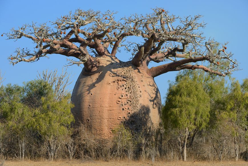 10 Baobab Seeds Adansonia digitata Tree of Life Rare Monkey Bread Bonsai Plant