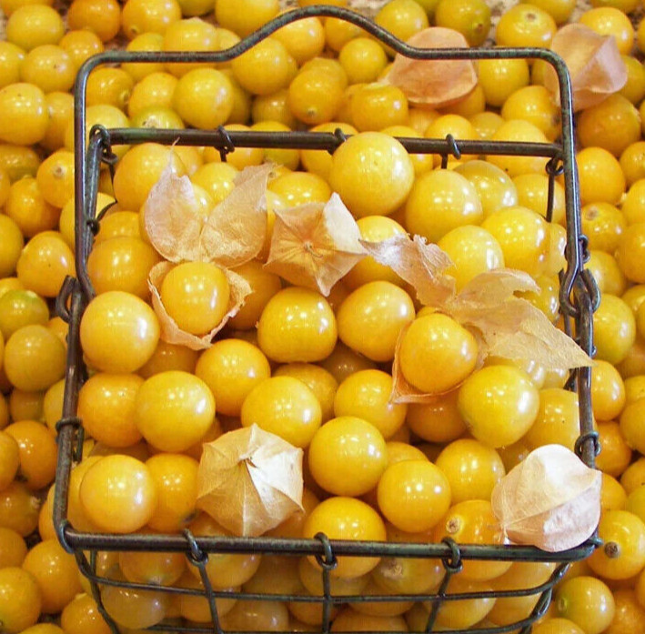 GOOSEBERRY SEEDS 200+ “GROUND CHERRY” INDETERMINATE husk cherries FREE SHIPPING