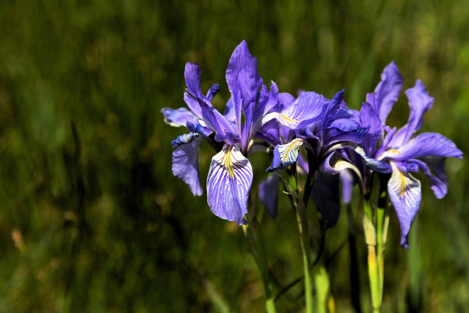 50 MISSOURI IRIS Missouriensis Rocky Mountain Blue Purple Yellow Flower Seeds