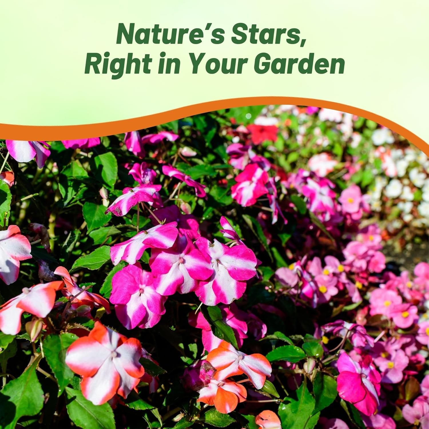 200 Seeds Impatiens Walleriana Accent Star Mix- Impatiens Seeds