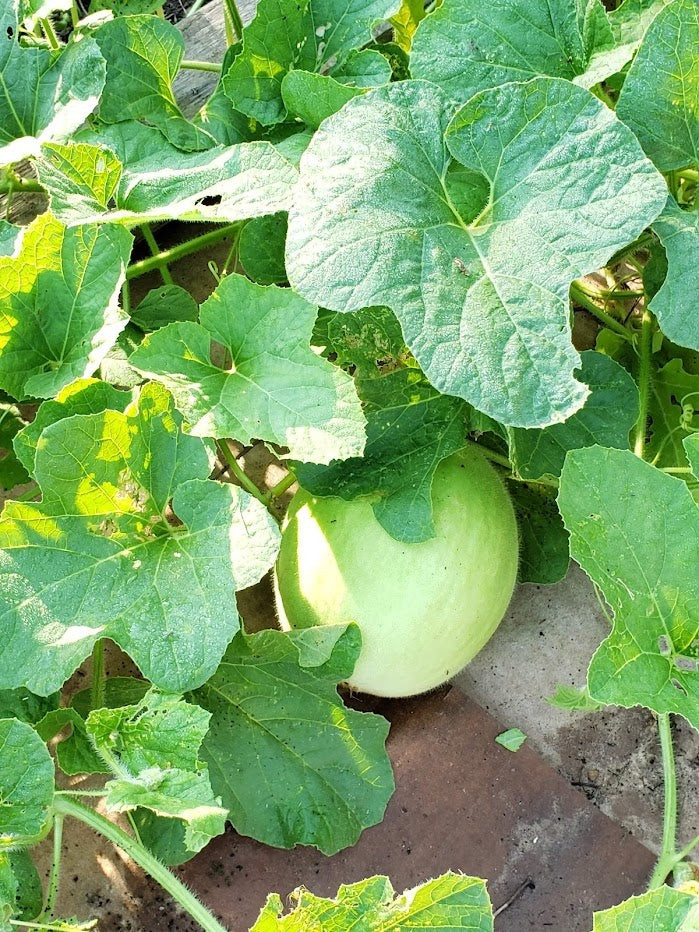 100 Honeydew Melon Seeds -with Bonus! |Organic Non-GMO Heirloom