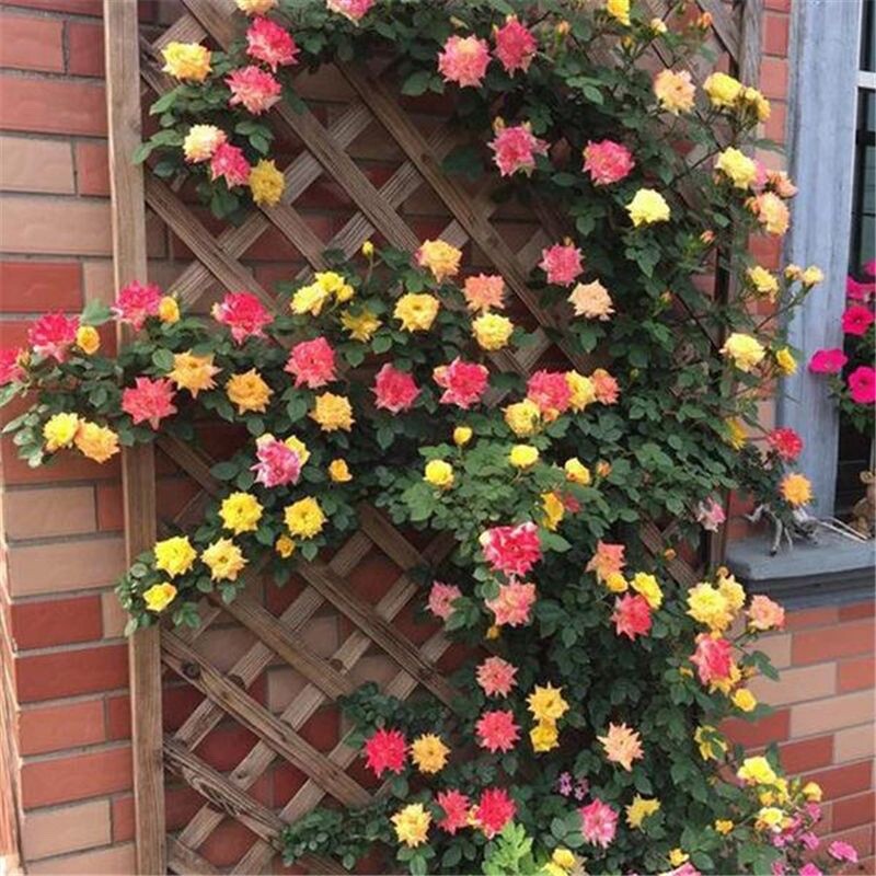 20 SEEDS for Joseph Coat RARE CLIMBER climbing Rose flower exotic USA Seller