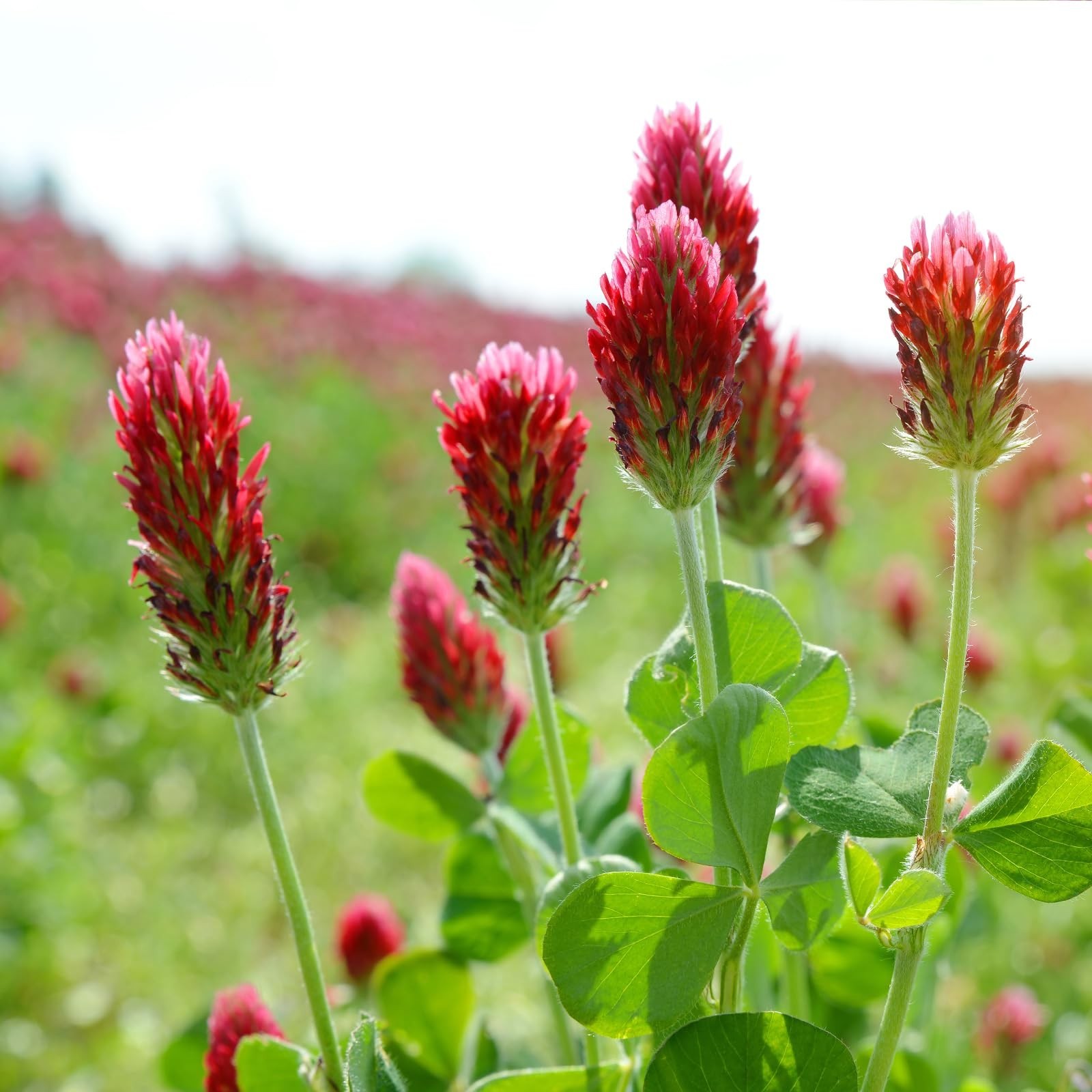Crimson Clover Seeds 2 lbs – Nitrocoated, Inoculated, Attracts Pollinators, Lawn