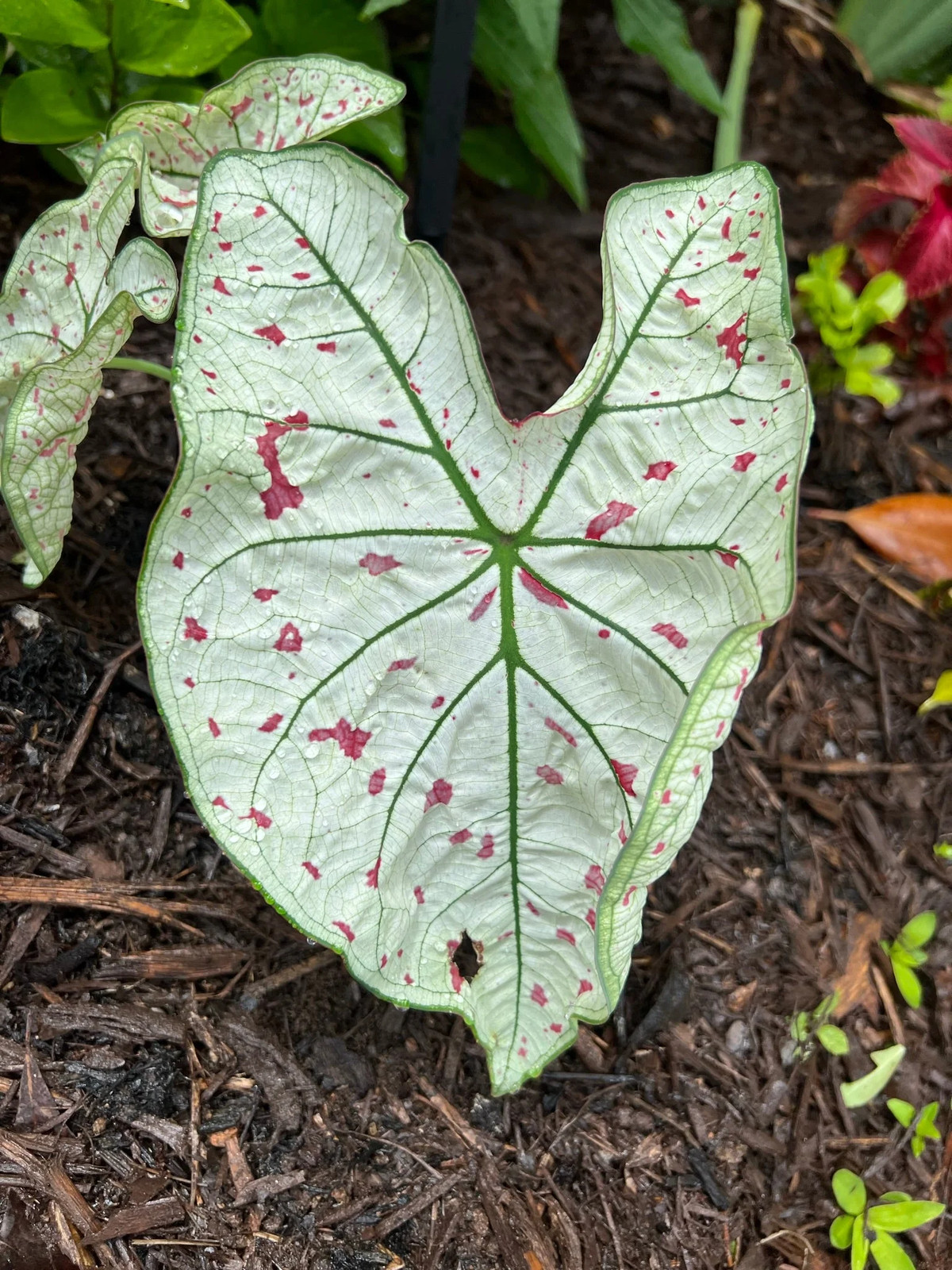Cranberry Star Caladium (2 Bulbs)
