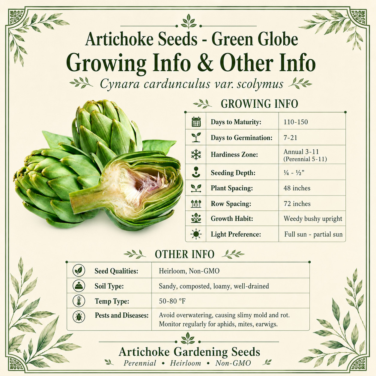Green Globe Artichoke Seeds | Heirloom Artichoke Seeds | NON-GMO Garden Seeds