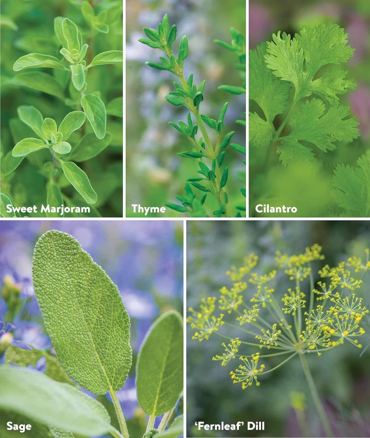 Culinary Classics Herb Collection 10 Pack Non-GMO Seeds Indoor Outdoor Kitche…