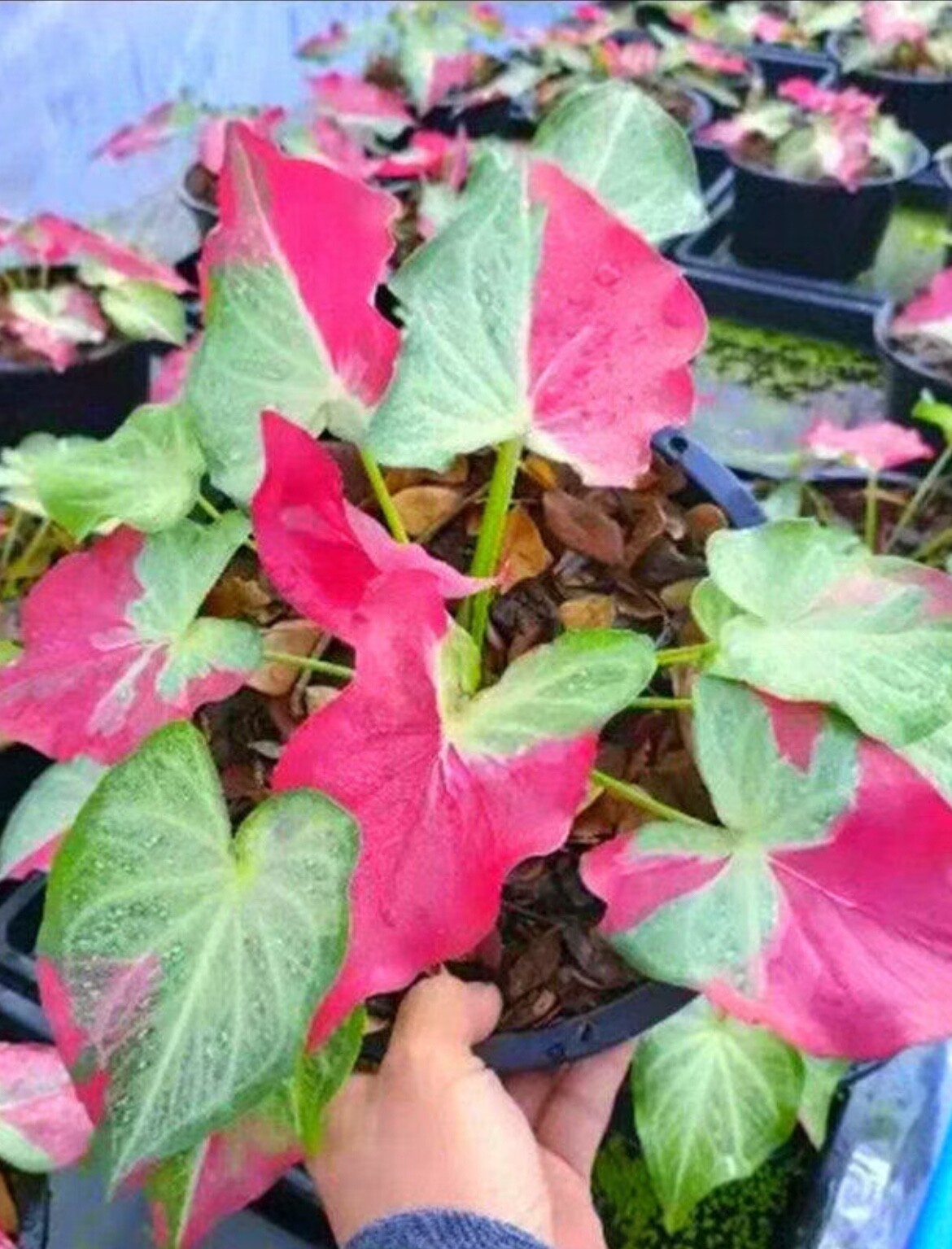 AUTHENTIC Caladium Shycool 1 bulbs