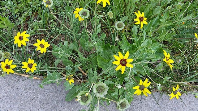 Berlandiera lyrata | Chocolate Flower | 10 Seeds