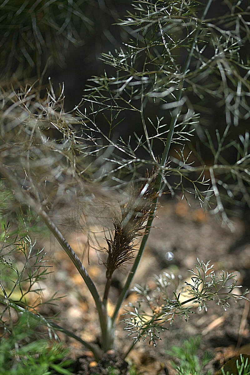 BRONZE FENNEL 100 SEEDS, DARK-PURPLE, FERN-LIKE FOLIAGE, LICORICE FLAVER, HERB