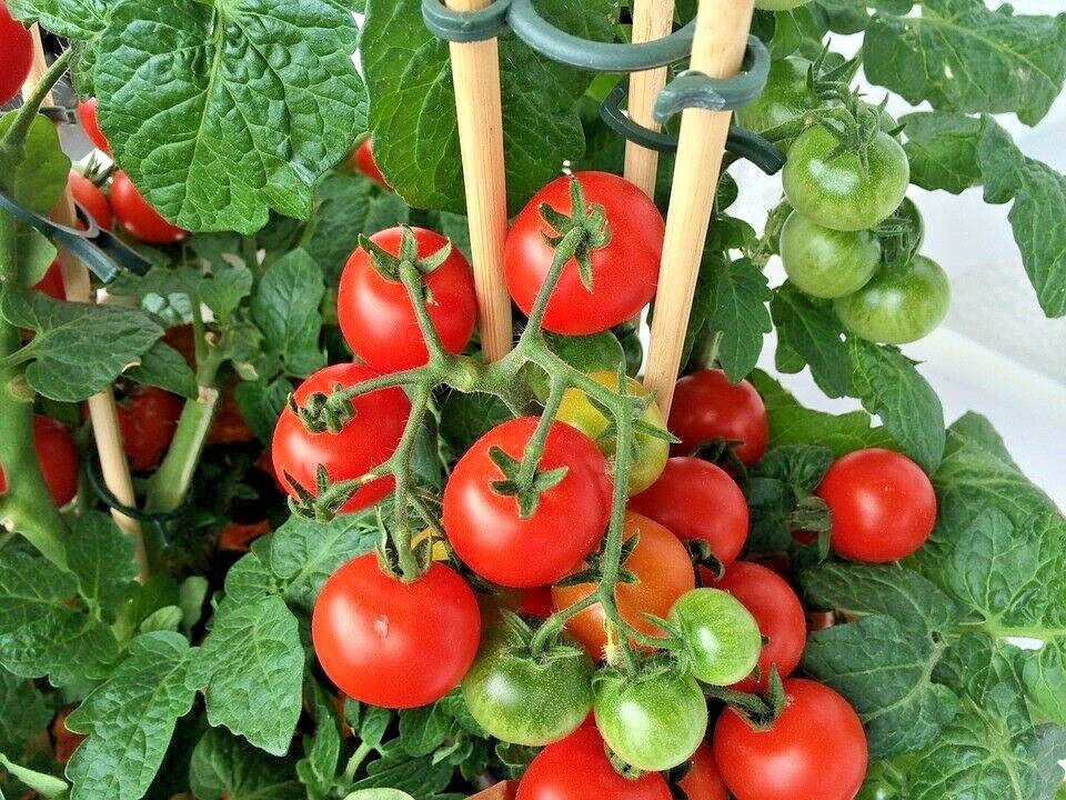 25+Patio BUSH TOMATO Seeds Organic Compact 36″ Plant Vegetable Garden Container