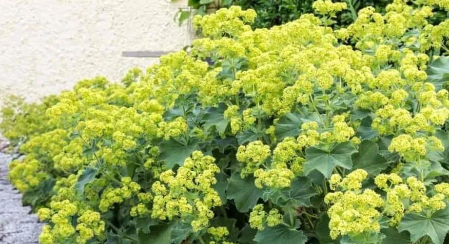 75+ Ladys Mantle Irish Silk seeds