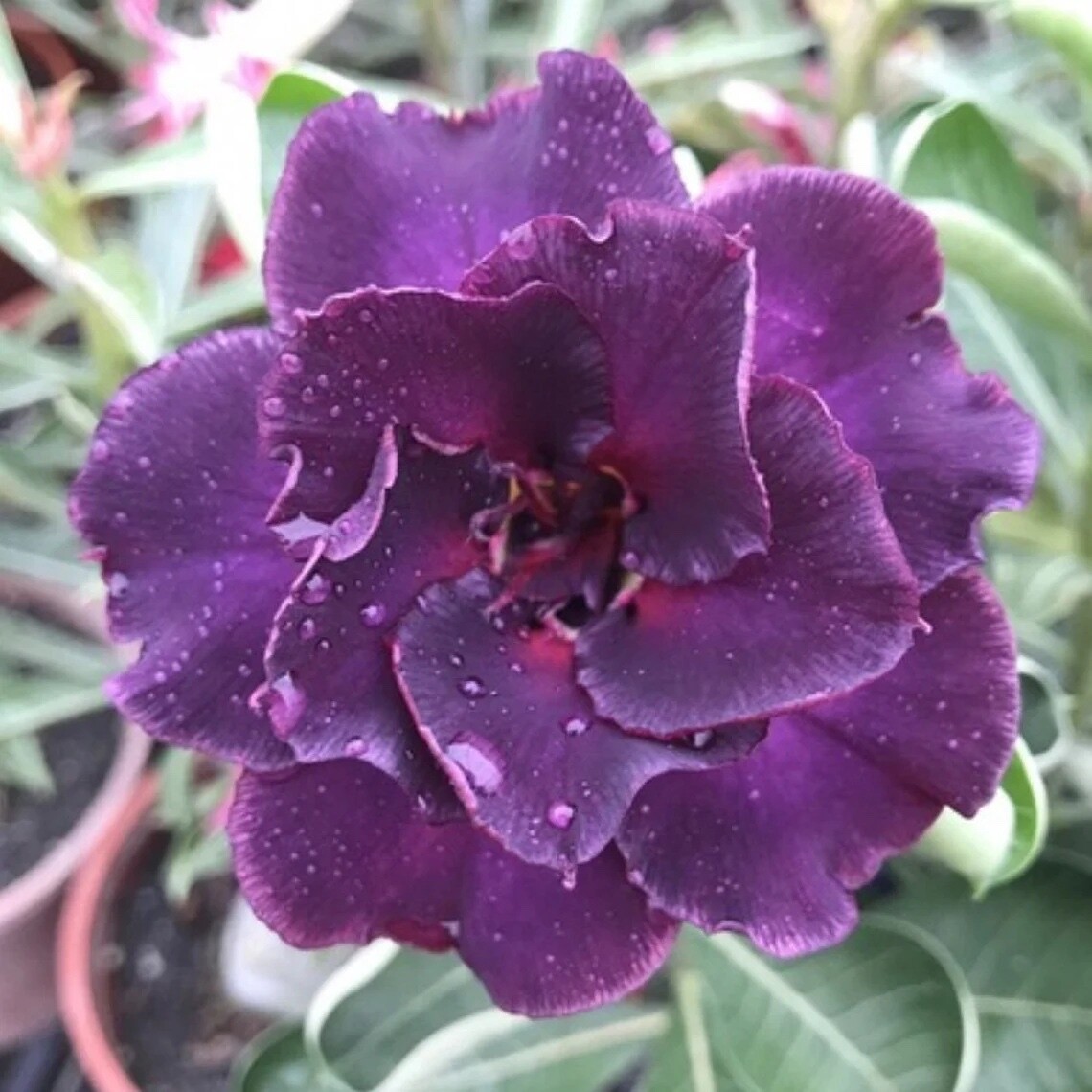 4 Purple Desert Rose Seeds Adenium Obesum Flower Perennial Seed US SELLER