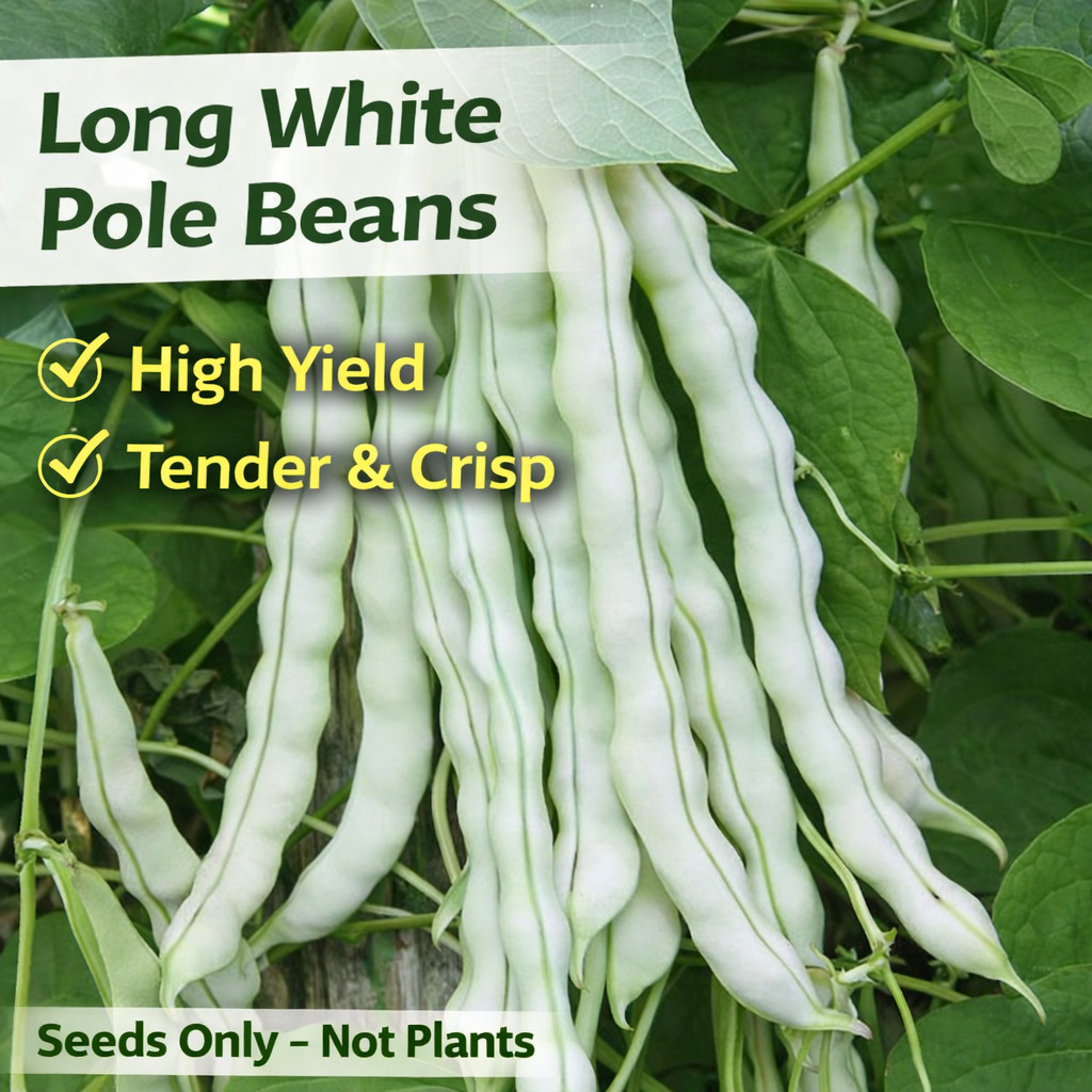 Pole Bean Seeds Long Green Beans Heirloom Garden Seeds 20/50 Pcs（Seeds only）