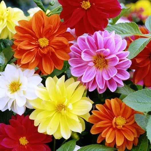 45 SEEDS – dahlia UNWINS unwins MIX – FREE SHIPPING w/ 15 ITEM PURCHASE – GroCo
