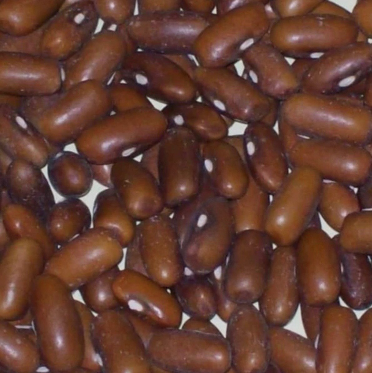 Burpee Stringless Green Pod Bush Bean – Fresh Seeds – NonGMO USA, Free Shipping!