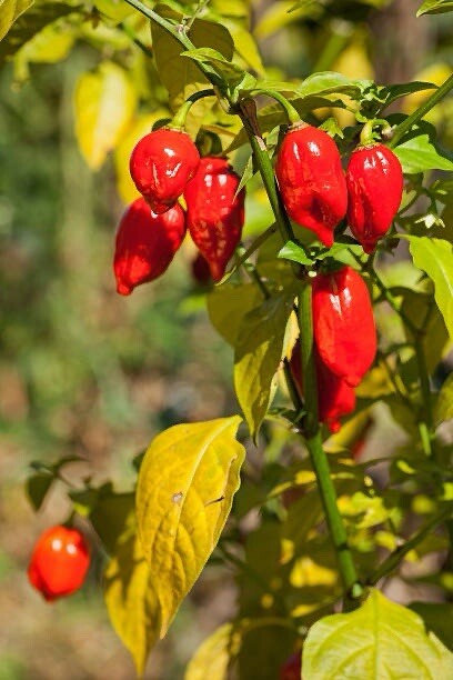 15 SEEDS Red Ghost Pepper | Red Bhut Jolokia