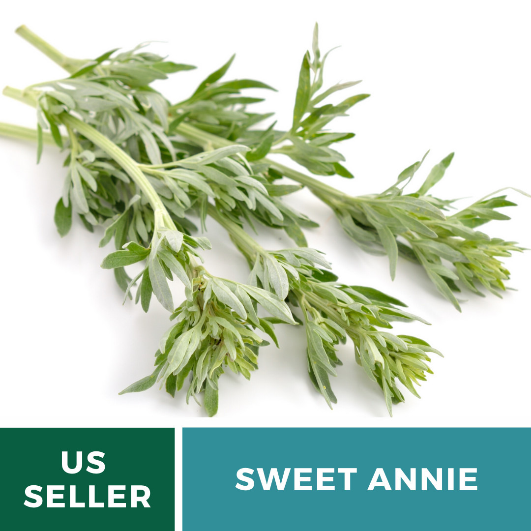 Sweet Annie – 50 Seeds – Medicinal Herb – GMO Free (Artemisia annua)